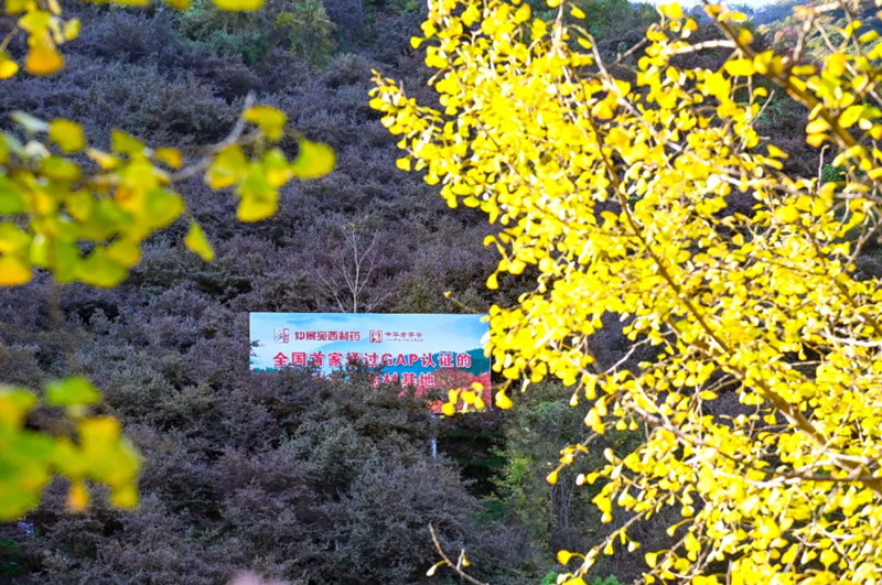 仲景宛西制藥山茱萸基地帶牌照.png