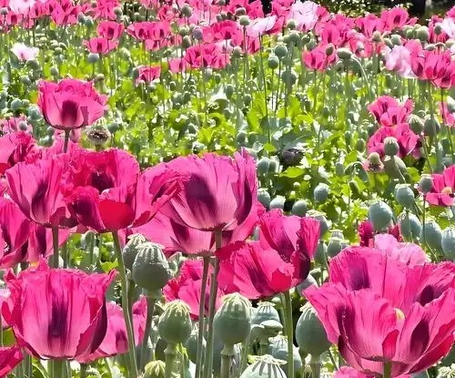 u=2275573992,2441006856&fm=253&fmt=auto&app=138&f=JPEG.jpg