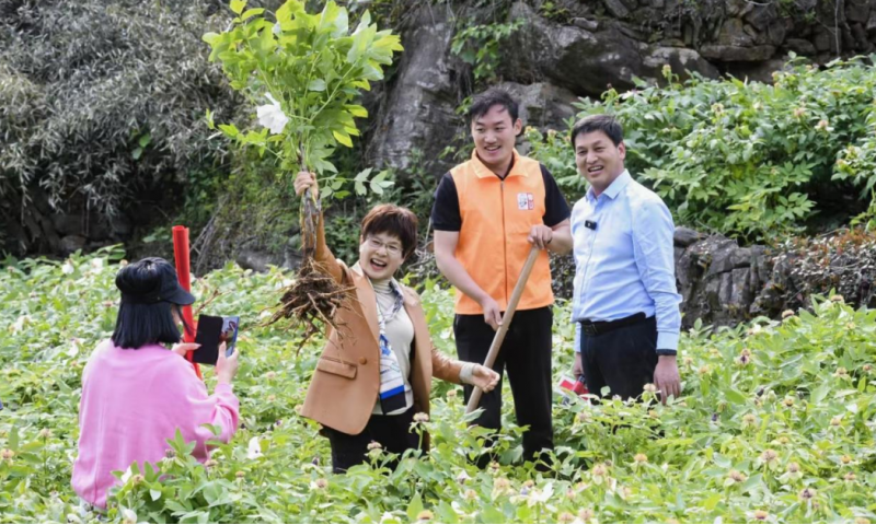 穿越三省六地，探訪仲景宛西制藥GAP藥材基地的秘密