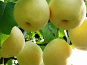 治療冬季咳嗽果仁、百合也能有效預(yù)防