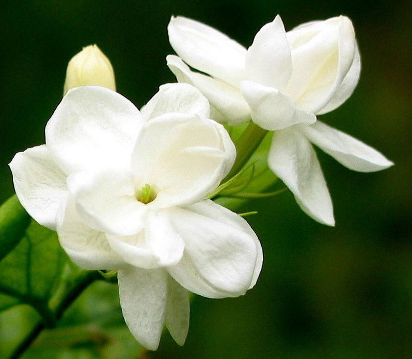 這些鮮花不僅養(yǎng)眼，還可以養(yǎng)生哦！